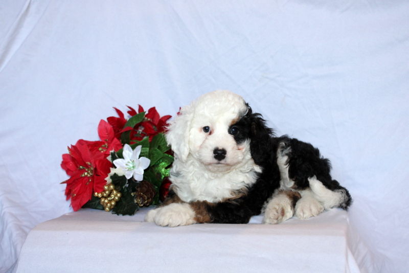 puppy, for, sale, Mini Bernedoodle F2, Matthew B. Stoltzfus, dog, breeder, Gap, PA, dog-breeder, puppy-for-sale, forsale, nearby, find, puppyfind, locator, puppylocator, aca